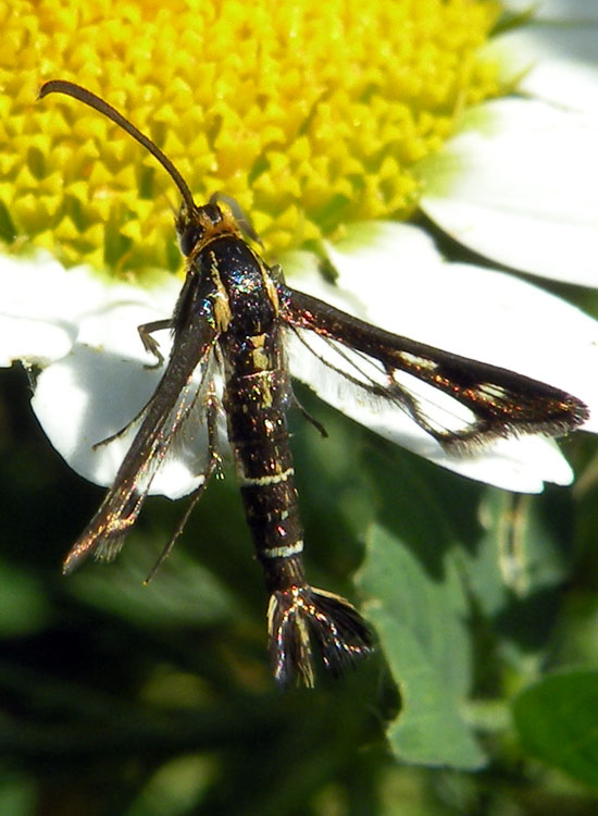 Sesiidae: Chamaesphecia aerifrons?